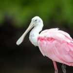 365足球滚球:实时更新的足球赛事投注平台解析 ymdr0